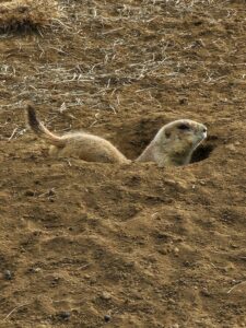 Read more about the article Prairie Dogs