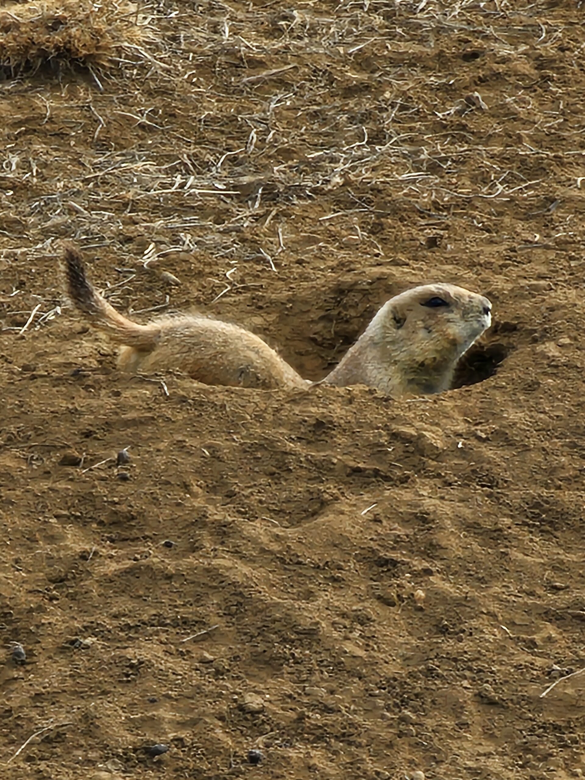 You are currently viewing Prairie Dogs