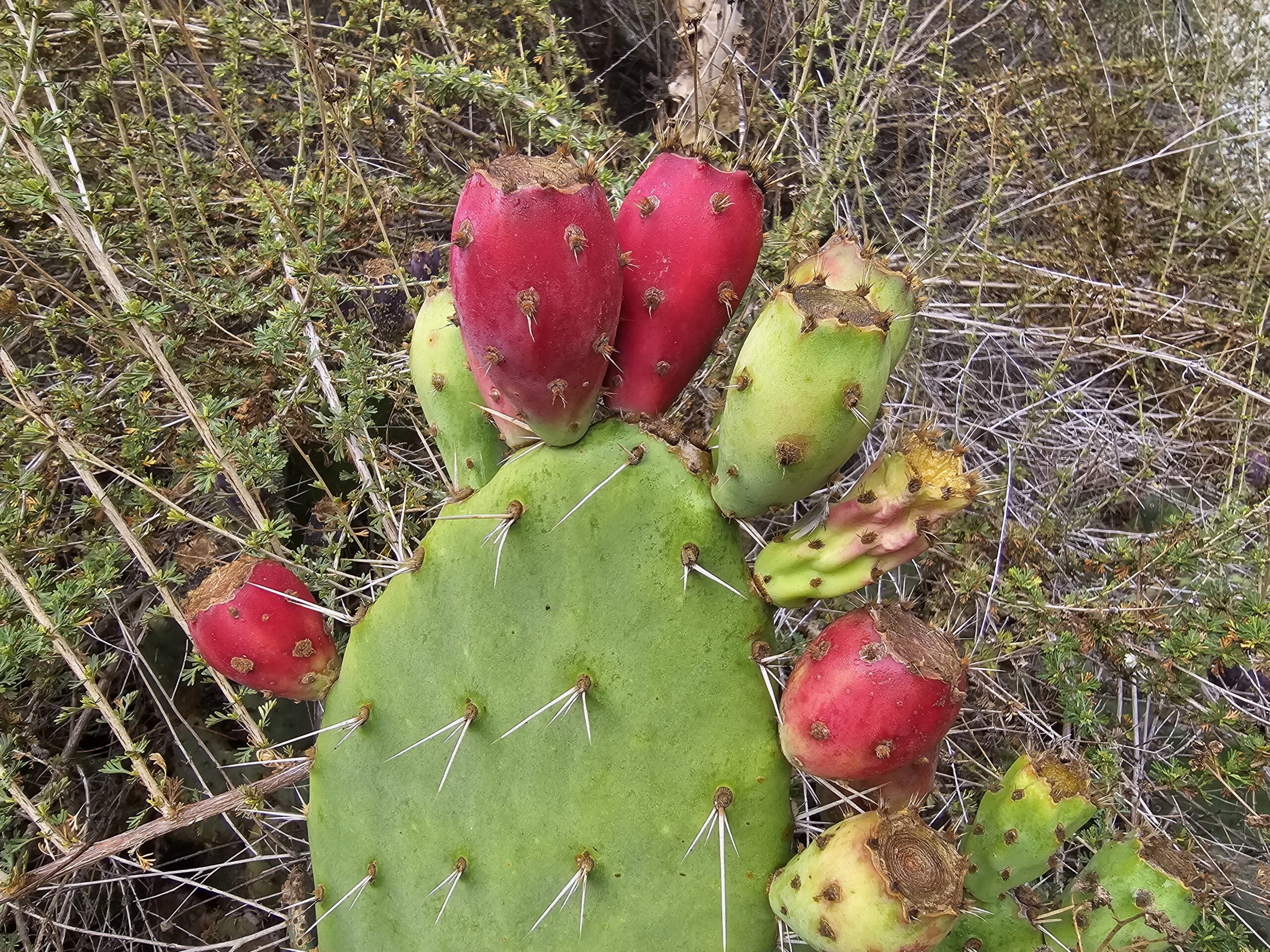 You are currently viewing October 31, 2025 – More Los Angeles, Palisades, and Pasadena