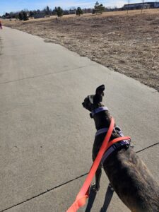 Read more about the article Day 003 of 2026