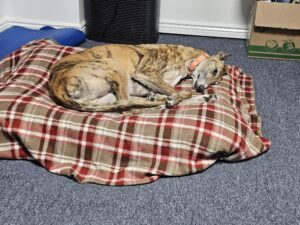 Read more about the article Day 008 of 2026