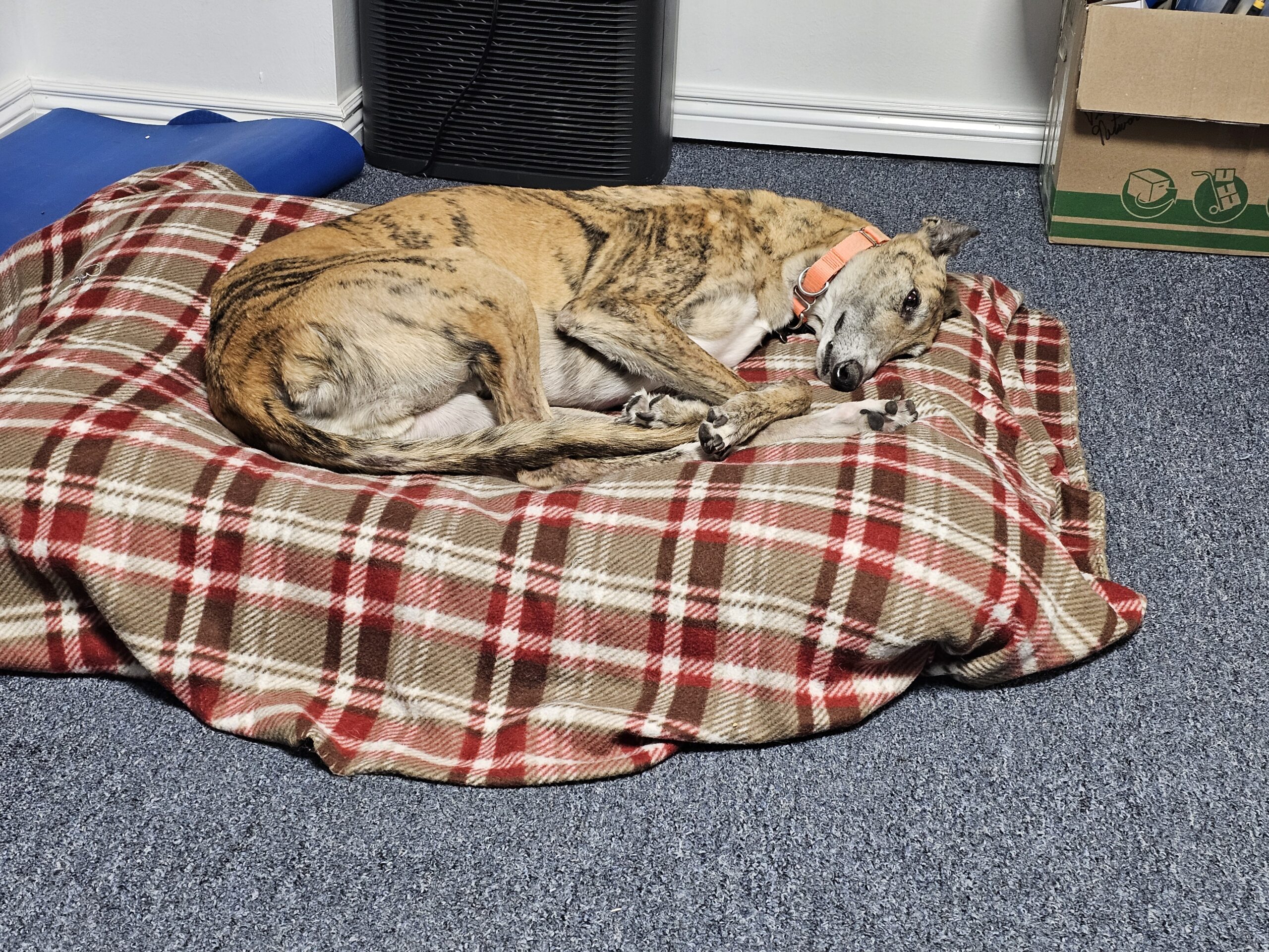 You are currently viewing Day 008 of 2026