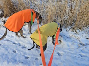 Read more about the article Day 009 of 2026