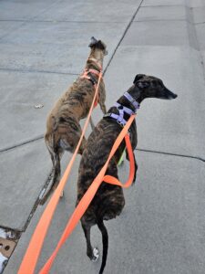 Read more about the article Day 022 of 2026