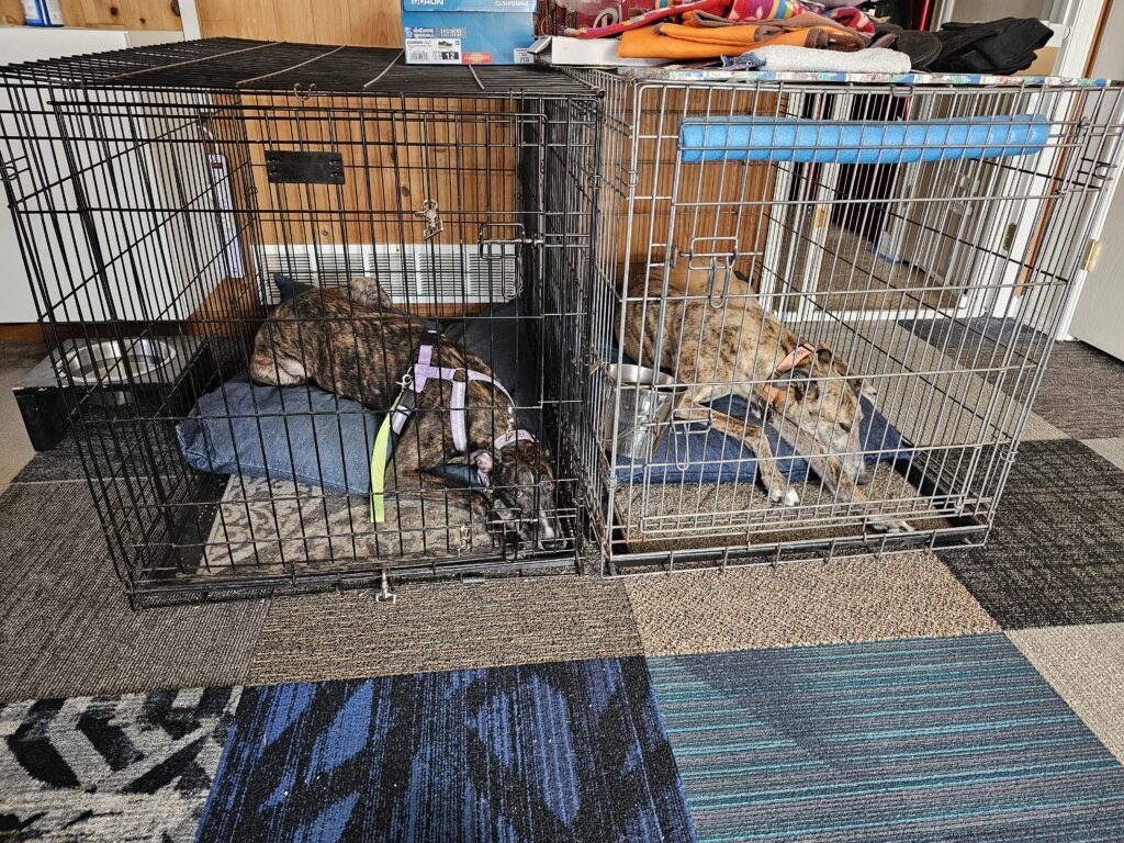 Two dogs in their crate.
