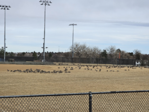 Read more about the article Nice Day 001 of 2026