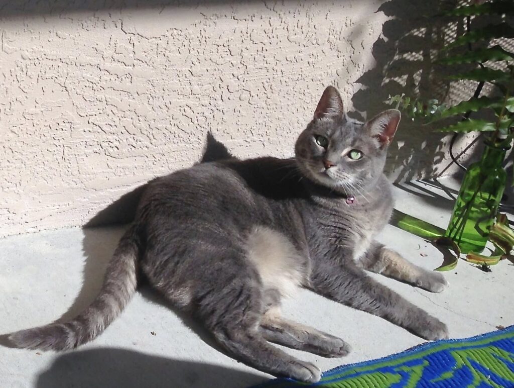 Gizmo in Florida Enjoying Sun