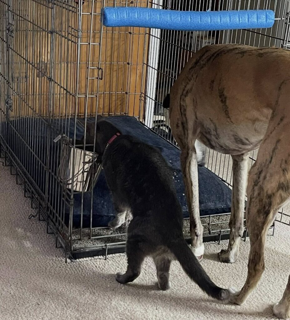 Gizmo and Res in Colorado