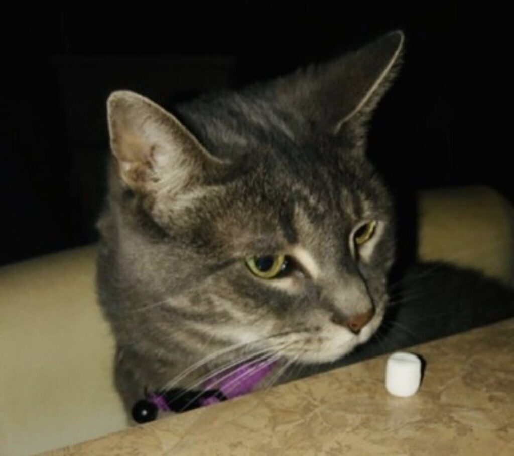 A little marshmallow