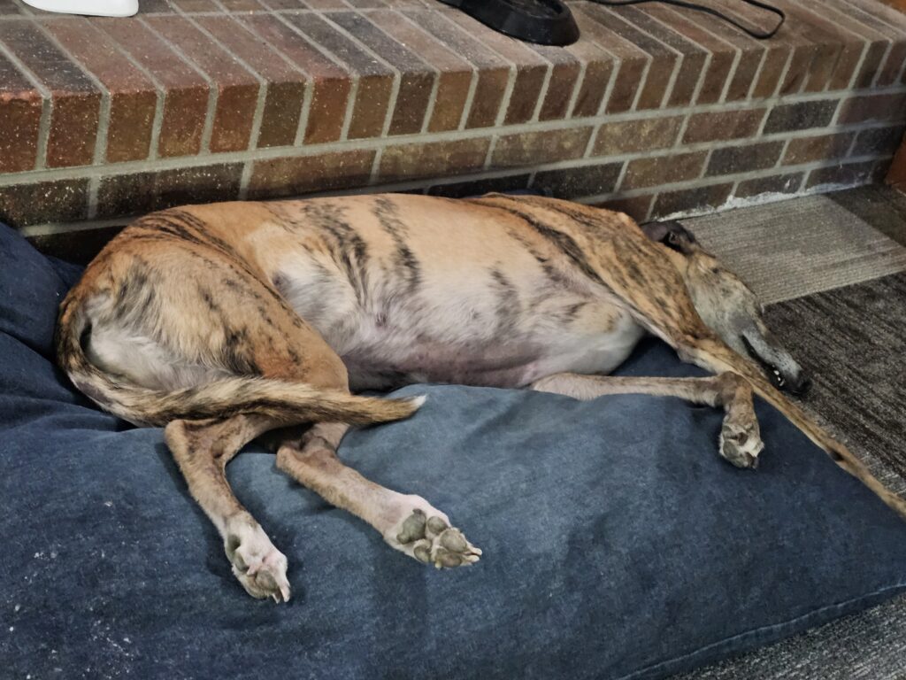 Photo of Greyhound Res Asleep.