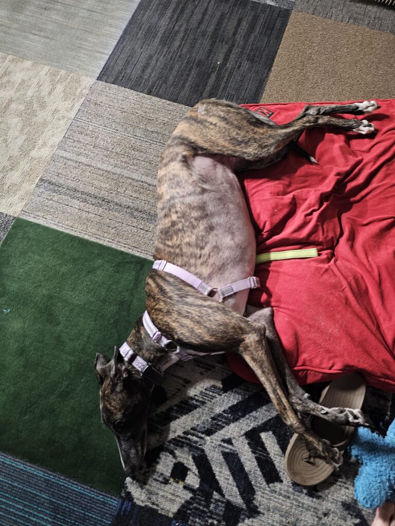 Photo of Climber Napping