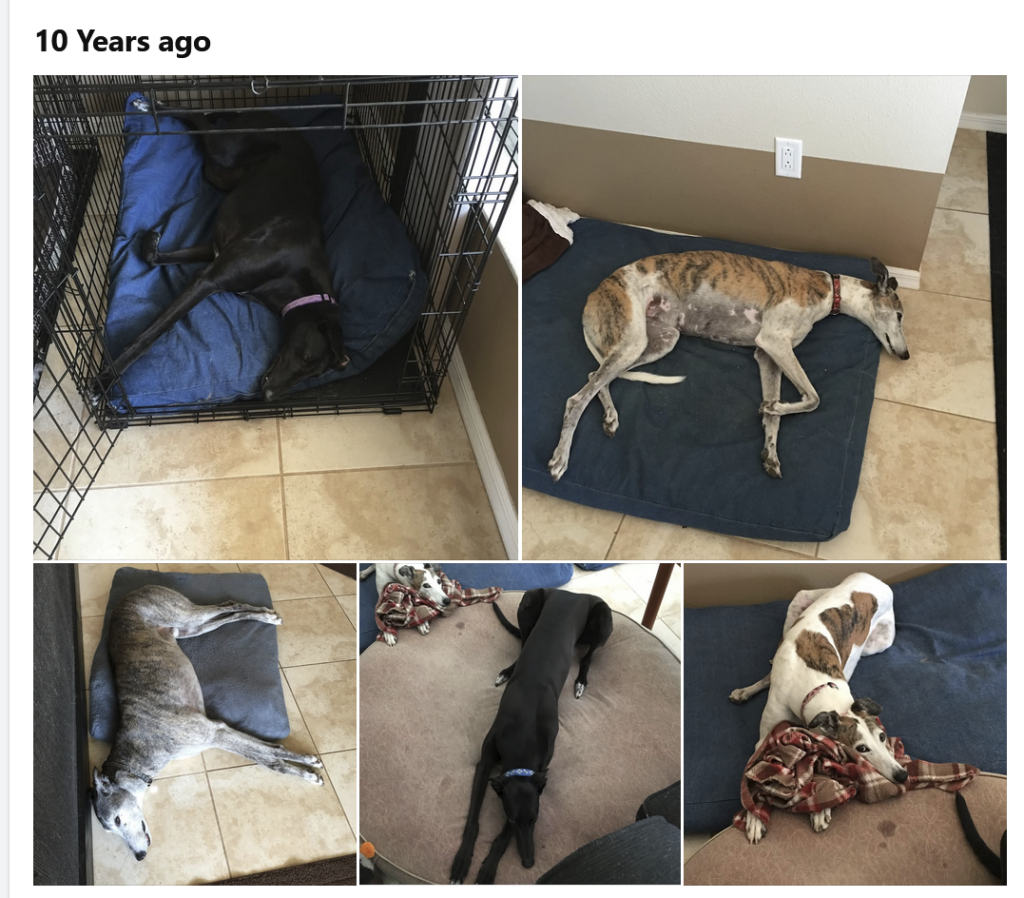 Photos of Lady, Peanut, Ranger, Leona, and Mindy 10 years ago.