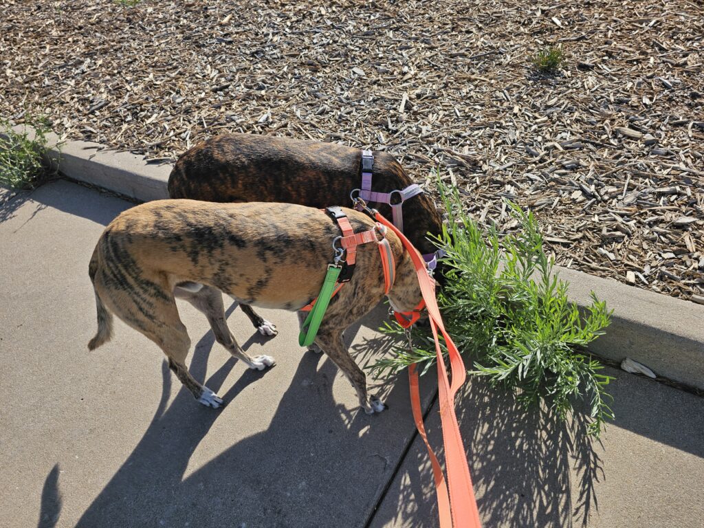 Photograph of Res and Climber on their morning walk.