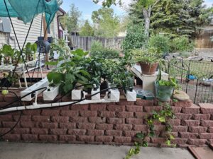 Read more about the article Water Restrictions – Our Poor Yard